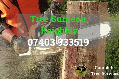 Tree Surgeon Keighley Tree Felling Tree Removal Stump Grinding And Removal Services West Yorkshire