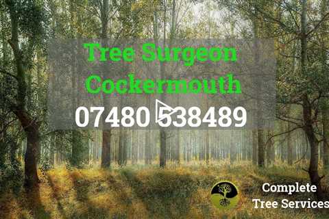 Tree Surgeon Cockermouth Stump Removal Root Removal And  Tree Surgery  Tree Felling & Other Services
