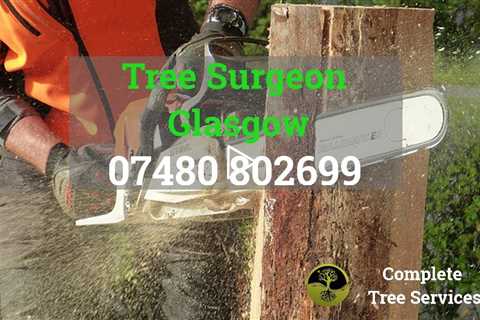 Tree Surgeon Glasgow - Emergency Tree Surgery Root Removal Stump Removal & Other Tree Services