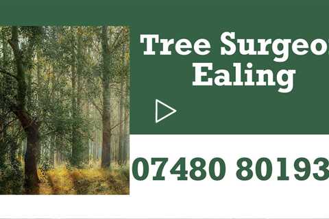 Tree Surgeon Ealing Stump Grinding & Removal Pruning Felling Tree Surgeons  Near Me