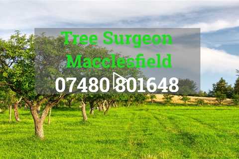 Tree Surgeon Macclesfield Tree Removal Stump And Root Removal Tree Trimming Services Near Me