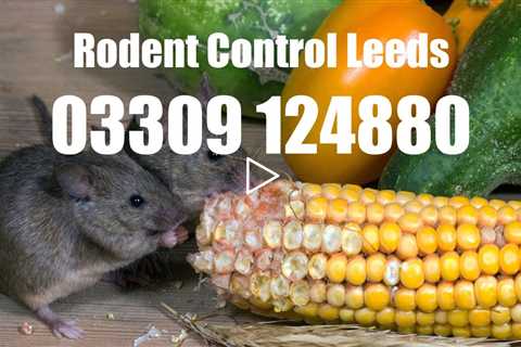 Rodent Exterminators Leeds Emergency Domestic And Commercial Mouse, Mole & Rat Removal