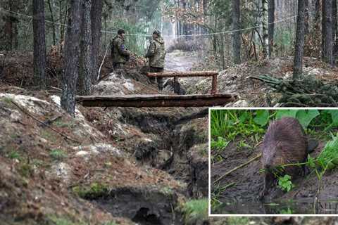 Ukraine credits local beavers for unwittingly bolstering its defenses — their dams make the..