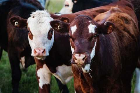 Here are 12 ways to feed the world sustainably