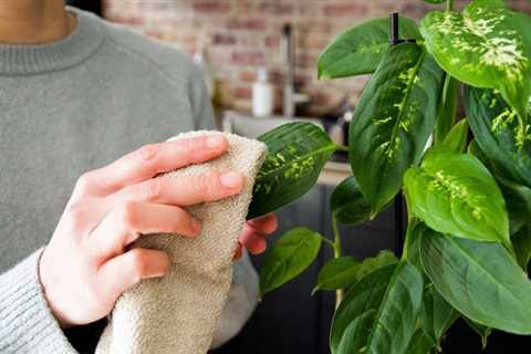 You Should Dust Your Houseplants— Here’s Why