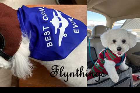 Fido Goes Flying