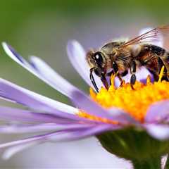 How You Can Help Bees and Pollinators Thrive in Your Yard