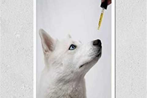 KwikMedia Poster Reproduction of Dog Taking CBD Hemp Oil Tincture