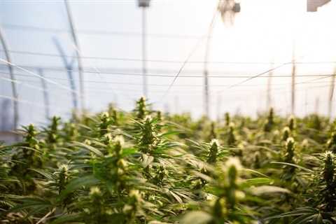 Hemp Price Per Acre – Is Hemp Farming Worth It?