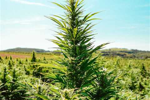 Industrial Hemp Farms Coupon