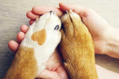 Man's Best Friend?: State Court Rules Pets Are Property, Dismissing Emotional Distress and Contract ..