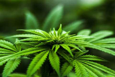 Mexico Opens Its Doors To The Commercialization Of Hemp