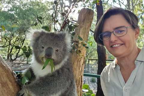 New book teaches you everything about koalas