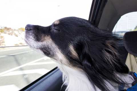 How to take a road trip with your dog