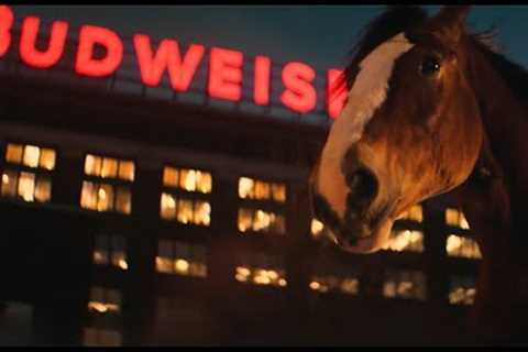 We''ve Obtained The First Draft Of The New Budweiser Ad! (Parody)