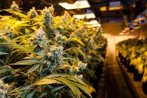 Ilhan Omar’s current husband linked to South Dakota weed lawsuit