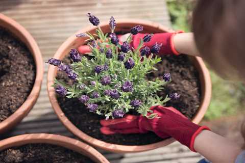 How To Grow Lavender