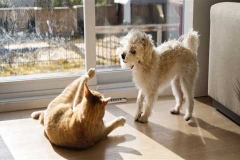 The Most Effective Carpet Cleaning Method for Pet Owners in San Antonio, Texas