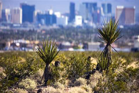 Volunteering in Clark County: Making a Difference in the Community