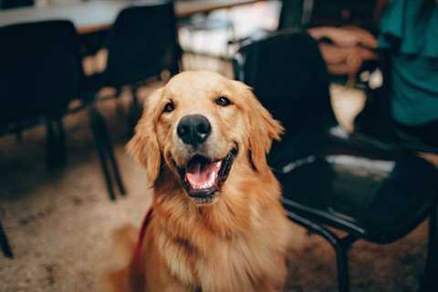 Best CBD Oil for Dogs With Cancer: Top 8 Products