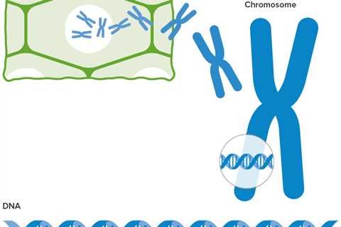 Genetic Engineering - DNA Manipulation