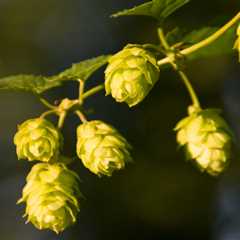 Beer Hops May Fend Off Alzheimer’s