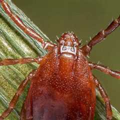 How Bad Will the Ticks Be This Summer?
