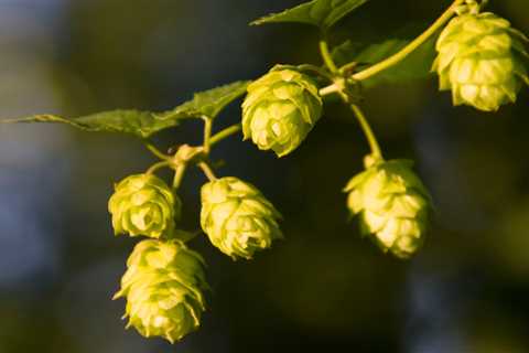 Beer Hops May Fend Off Alzheimer’s