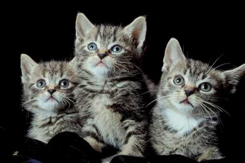 Is There Really a Black Market Cure for FIP?