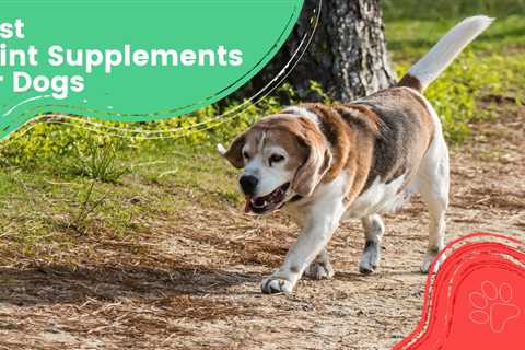 10 Best Joint Supplements for Dogs