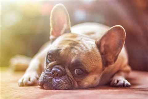 Treatment of Acute Canine Pancreatitis with Dr. David Twedt | VETgirl Veterinary Continuing..