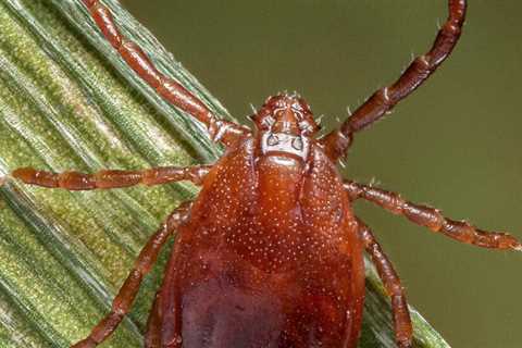 How Bad Will the Ticks Be This Summer?