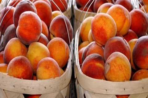 Explore the Finest Farmers Markets in Nashville, Tennessee