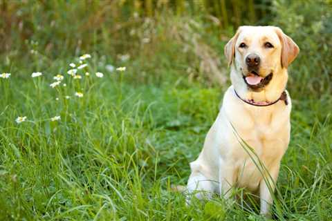 What We Get Wrong with the “Slightly Overweight” Dog (Sponsored by Hill’s)