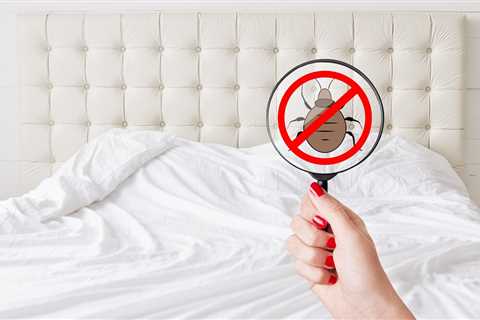 Infographic: 8 DIY Natural Repellents for Household Bugs