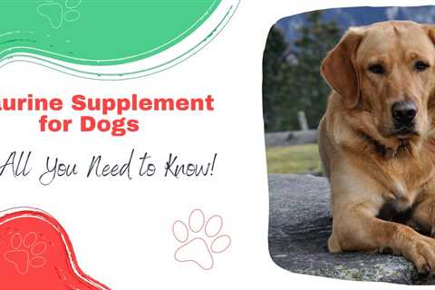 Taurine Supplement for Dogs – All You Need to Know!