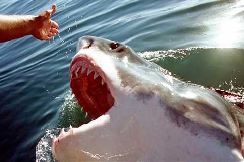 Here are the most common ways sharks attack and how to survive — and avoid — them