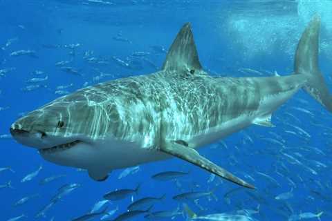 The chances of getting bitten by a shark while you're swimming at the beach are surprisingly low