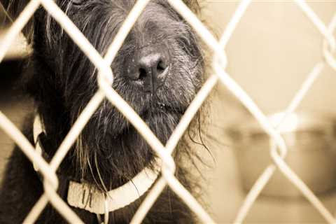 Policies in Panama City, FL: A Comprehensive Guide to Pet Ownership and Animal Control
