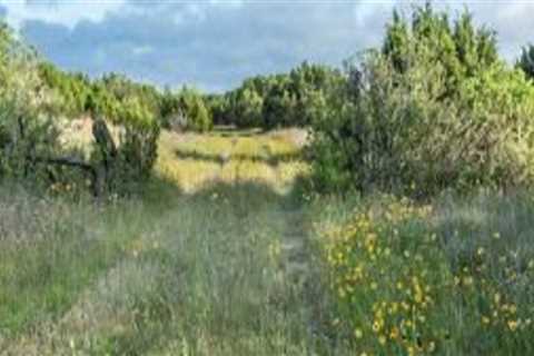 Exploring the Best Outdoor Programs for Birdwatching in Austin, Arkansas