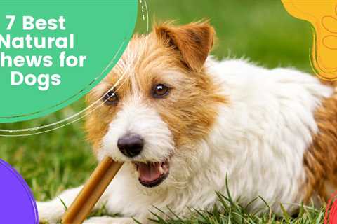 7 Best Natural Chews for Dogs