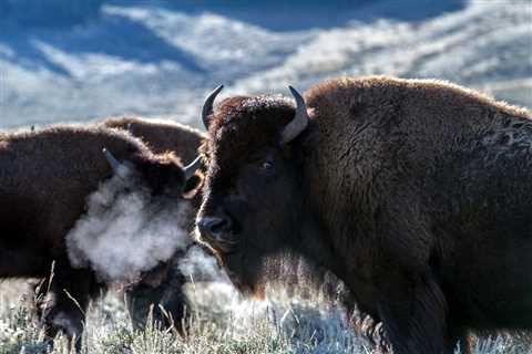 There Are Only Two Firms in Wyoming That Can Do Government Audits and One Can’t Do Its Job Because..