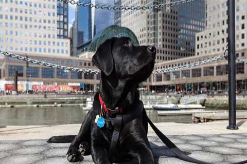 Exploring Pet-Friendly Neighborhoods in Brooklyn, NY