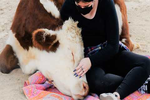 The Importance of Animal Welfare Nonprofit Organizations in San Tan Valley, AZ