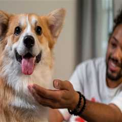 The Essential Role of Vaccinations for Pets in Alexandria, Virginia