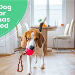 10 Best Dog Toys for Christmas Reviewed