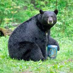 Do You Need a Bear Canister for Backpacking?