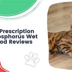 6 Non-Prescription Low-Phosphorus Wet Cat Food Reviews
