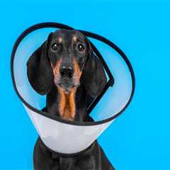 The Ultimate Guide to Picking Up Your Pet After Surgery at an Animal Hospital in Augusta, GA