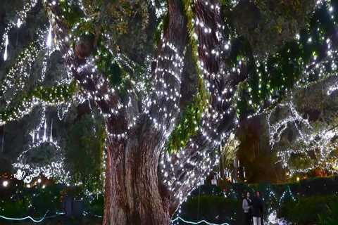 Exploring the Festive Landscape of Louisiana